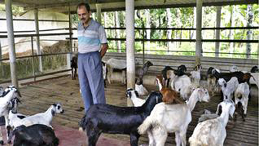 for Goat Farming in Dakshina Kannada